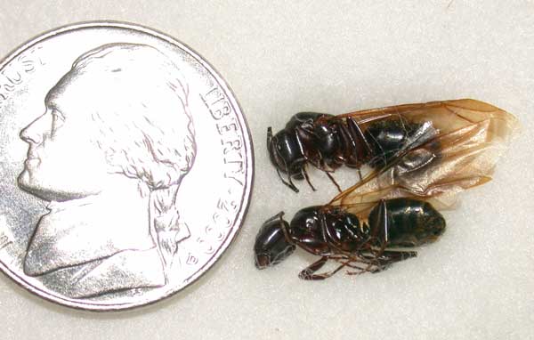 Carpenter Ant Queens