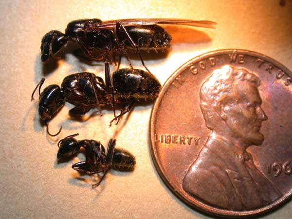 Carpenter Ant Swarmers