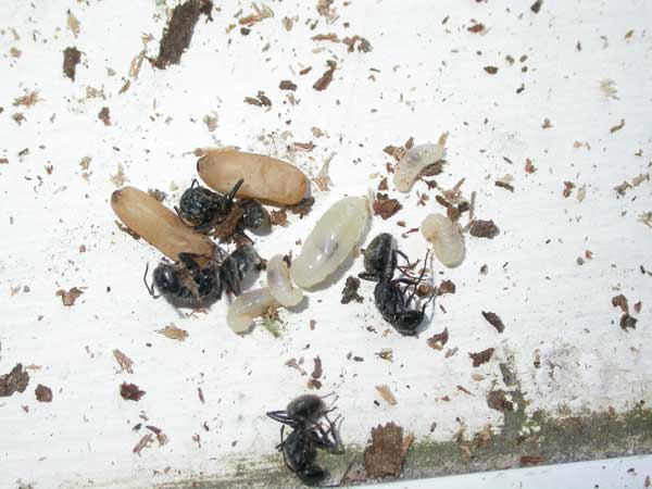 Carpenter Ant Larvae and Pupae