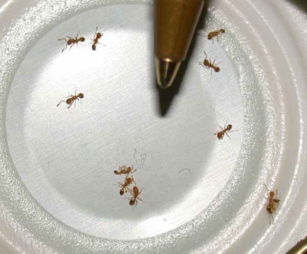 Thief Ants
