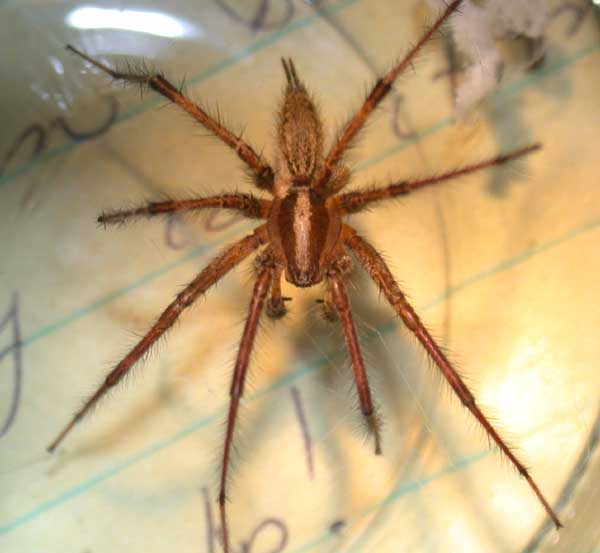 Agelenopsis (Grass Spider)