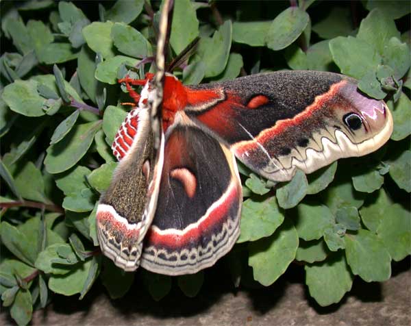  Cecropia Moth
