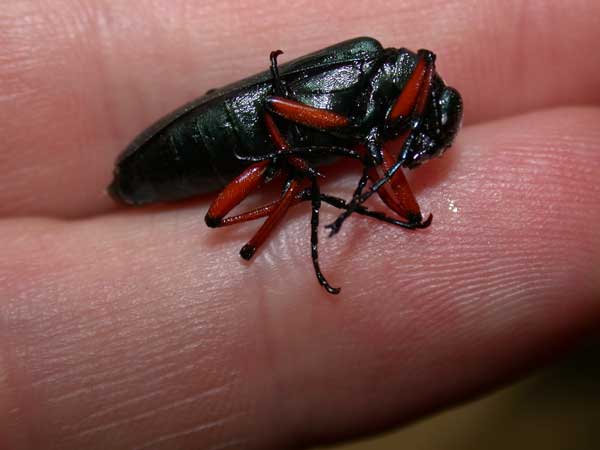 Say's Blister Beetles