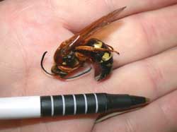 Pen and Wasp