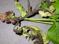 Hickory Pouch Gall