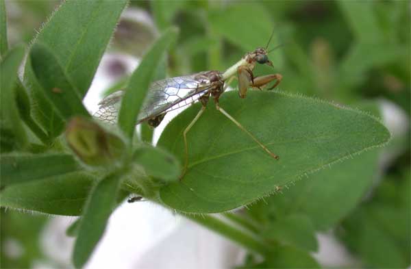 Mantispid Fly
