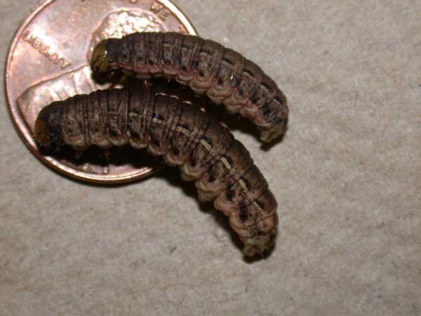Noctua Cutworm