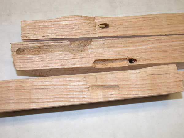 Old Wood Borer Holes