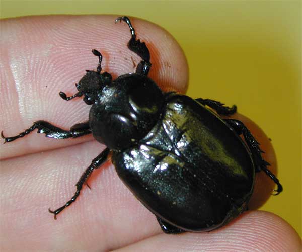 Osmoderma Beetle