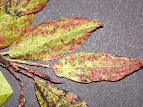 Pear Leaf Blister Mite