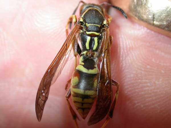 Polistes Paper Wasp