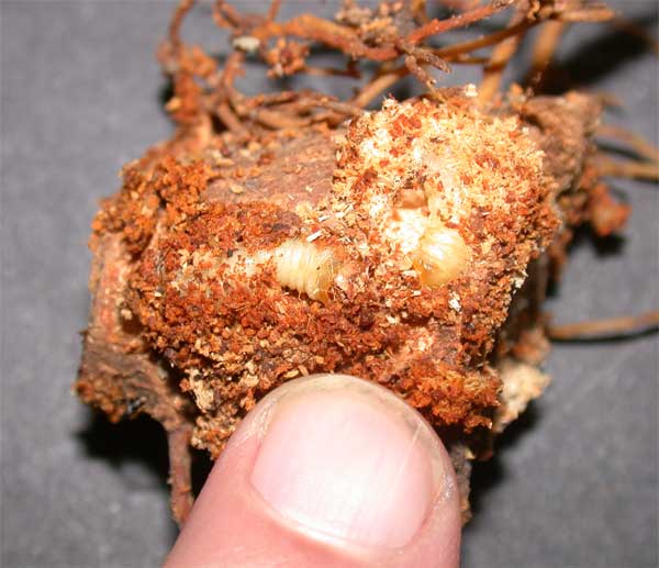 Root Collar Weevil
