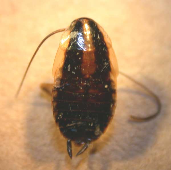 Small German Cockroach
