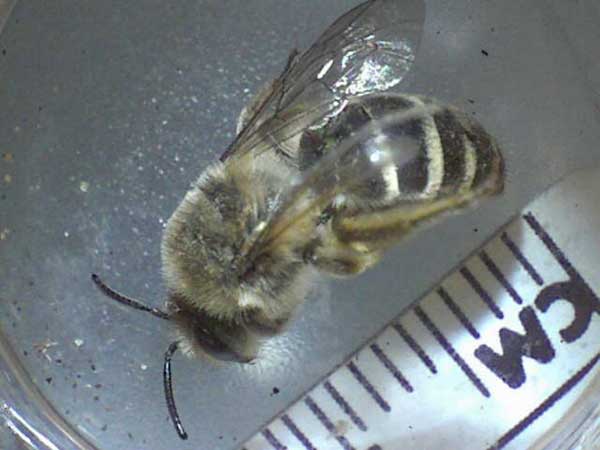 Spring Solitary Bee
