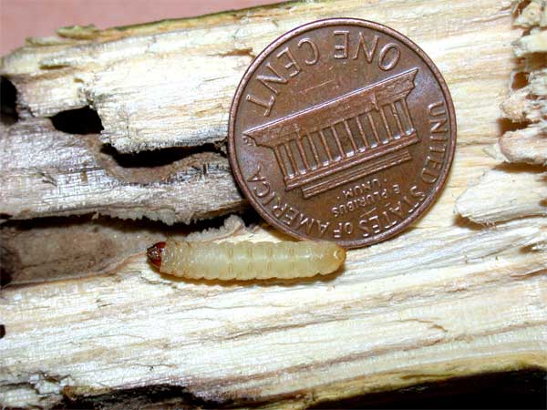 Viburnum Borer Larvae