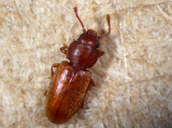 Foreign Grain Beetle
