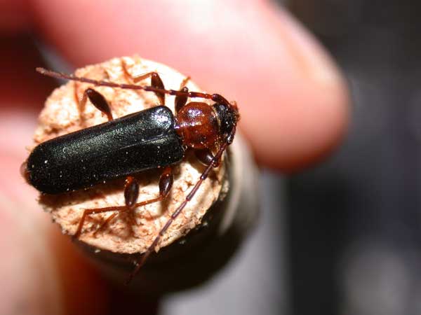 Tanbark Beetle (Firewood)