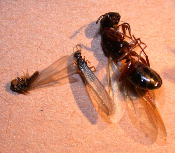 Termite vs. Ant