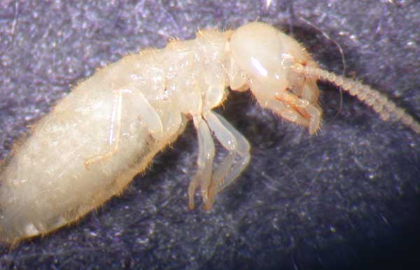 Wisconsin Termite Worker