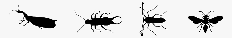 Insect Banner
